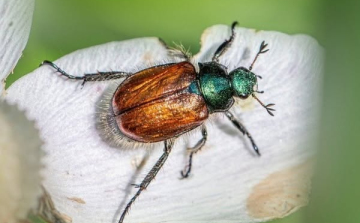 Új kártevő rovar érkezhet Magyarországra