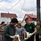 A megszületett kis gólyák látványgyűrűzése Szanyban. 