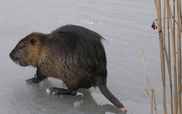 Nutriagyérítés a védett területeken 