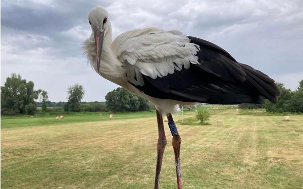 Fehér gólya védelmi munka 2025-ös eredményei a megyében