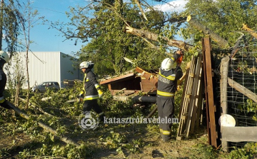 Kisfaludon a vadasparkban kidöntött egy hatalmas fát a tegnapi viharos szél