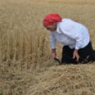 Hagyományos aratófesztivál Szilban
