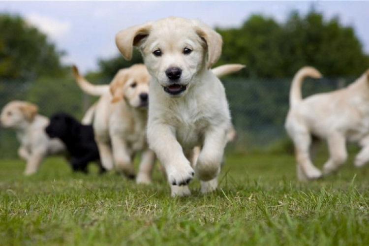 A kutyák nem szeretik azokat, akik utálatosak gazdájukkal