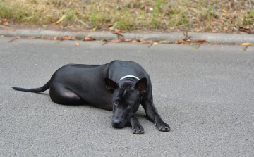 Gondot okoznak a kóborló kutyák Acsalagon