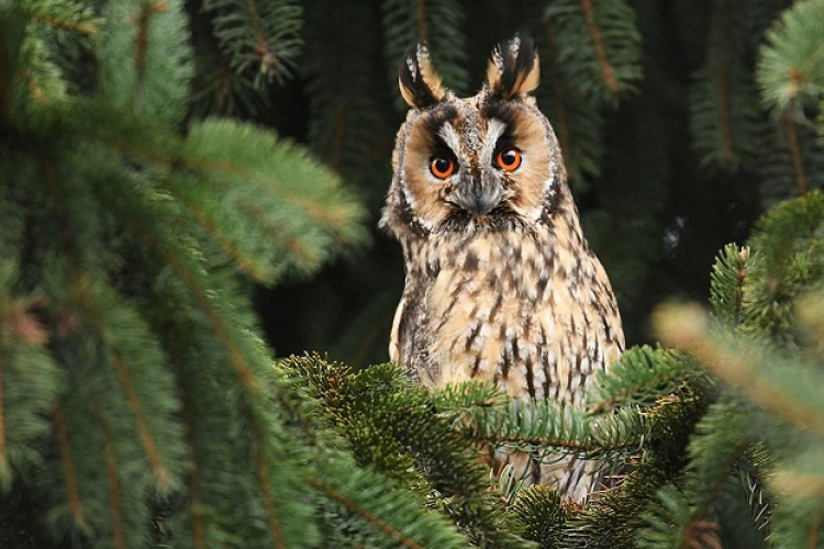 A Rábaközben hány fülesbagoly lehet?