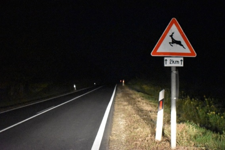 Egy nap alatt két balesetben is vadat ütöttek el a megye útjain