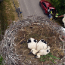 A megszületett kis gólyák látványgyűrűzése Szanyban. 