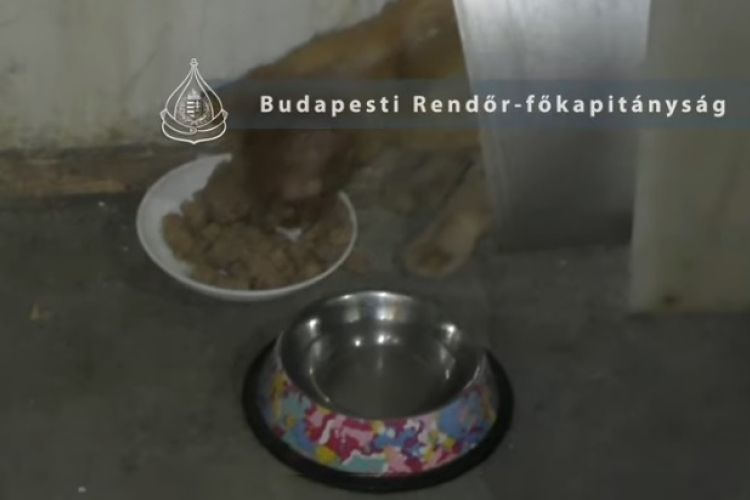 Magára hagyta állatait – a rendőrség nyomoz