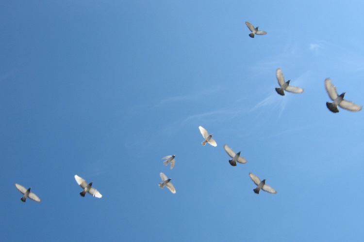 Zsugorodnak a madarak a klímaváltozás miatt