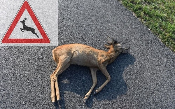 Négy vadelütéses baleset is volt a környékünkön vasárnap