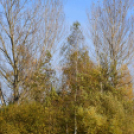 Szanyi ősz 2016