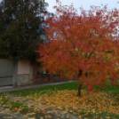 Szanyi ősz.