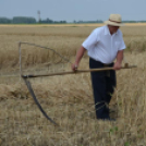 Hagyományos aratófesztivál Szilban