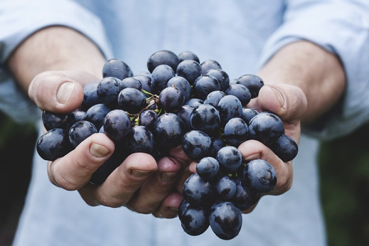 A szüret velejárója a mustgáz okozta veszély