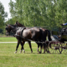 Árpási Fogathajtó Verseny