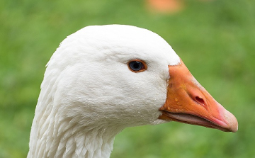 Kézműves árusok jelentkezését várják