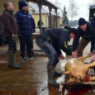 Disznókat vágtak a Szany SE. labdarúgói