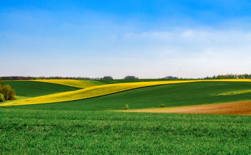 BIO gazdálkodás vetőmagfronton: milyen feltételekkel használhatsz ökológiai vetőmagot?