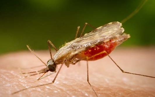 Terjed a malária gyógyszer-rezisztens törzse