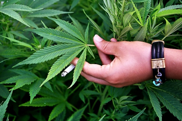 Kábítószert termesztett egy Csorna környéki faluban