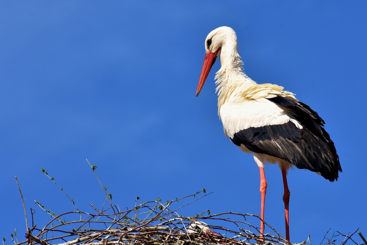 Egyre több gólya marad itthon télen a klímaváltozás hatására