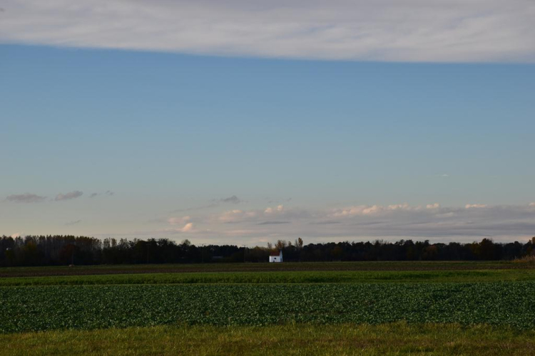 Ősz a szanyi Móricz erdőn (2021.11.04.)