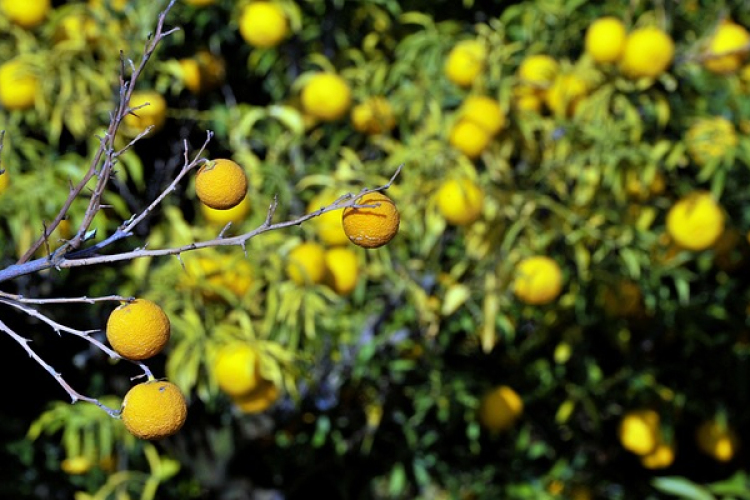 Növény alternatívák a klímaváltozás jegyében