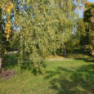 Szanyi ősz