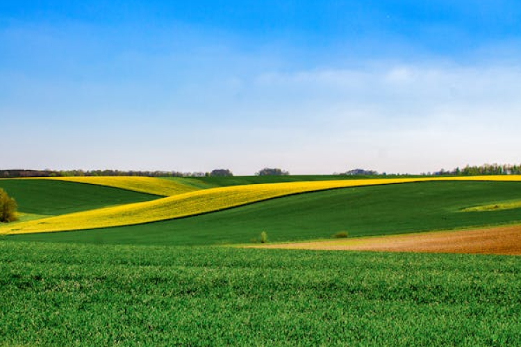 BIO gazdálkodás vetőmagfronton: milyen feltételekkel használhatsz ökológiai vetőmagot?