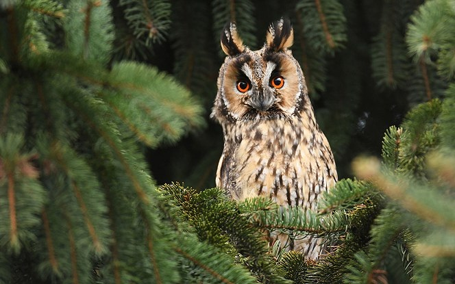 Rengeteg baglyot számláltak a Rábaközben