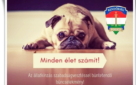 A felelős állattartás 7 aranyszabálya
