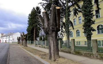 Ne költési időszakban vágjuk ki a fát!