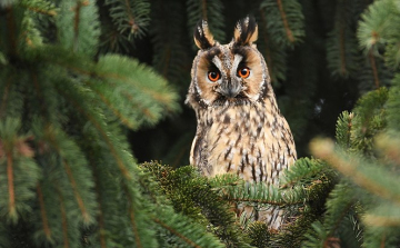 Erdei fülesbagoly felmérés