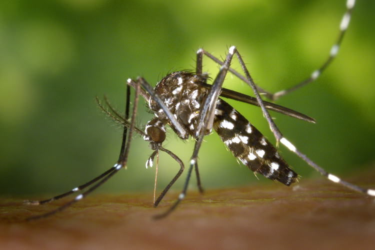 Terjed a chikungunya-vírus Olaszországban