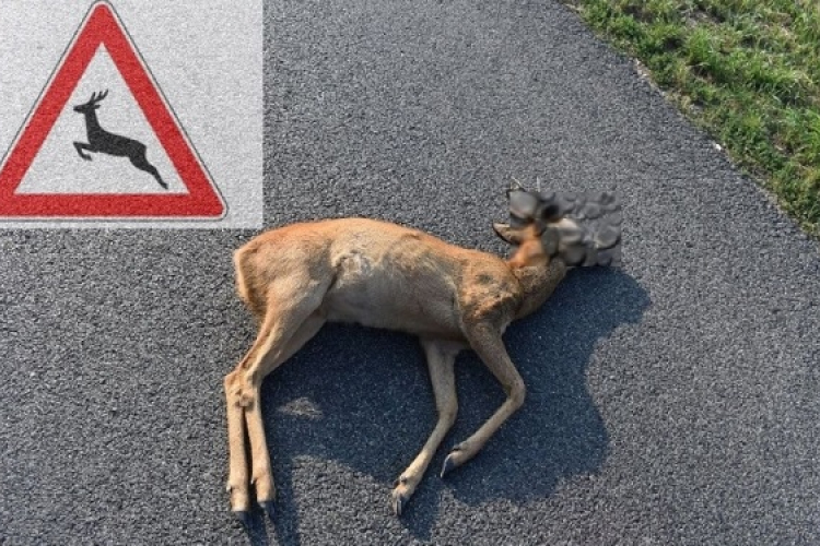 Négy vadelütéses baleset is volt a környékünkön vasárnap