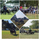 VIII. Csornai lovasnap