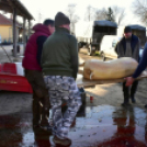 Sertést vágtak a Szany SE. labdarúgói