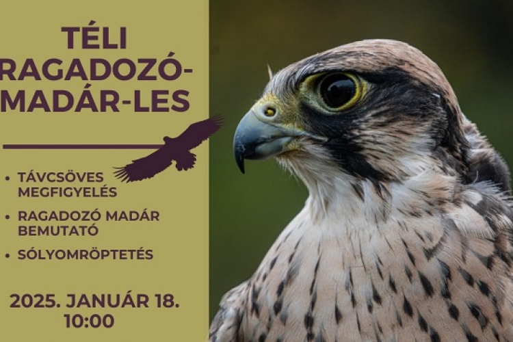 Országos sasleltár a Fertő-Hanság Nemzeti Parkban is