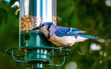 Madárbarát kert képzés