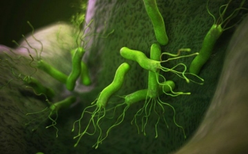 Helicobacter - a gyomorproblémák oka