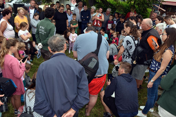 A megszületett kis gólyák látványgyűrűzése Szanyban. 