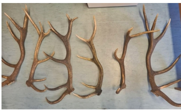 Engedély nélkül tilos agancsot gyűjteni!