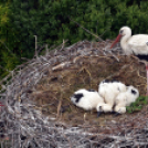 A megszületett kis gólyák látványgyűrűzése Szanyban. 