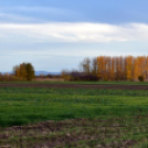 Ősz a szanyi Móricz erdőn (2021.11.04.)