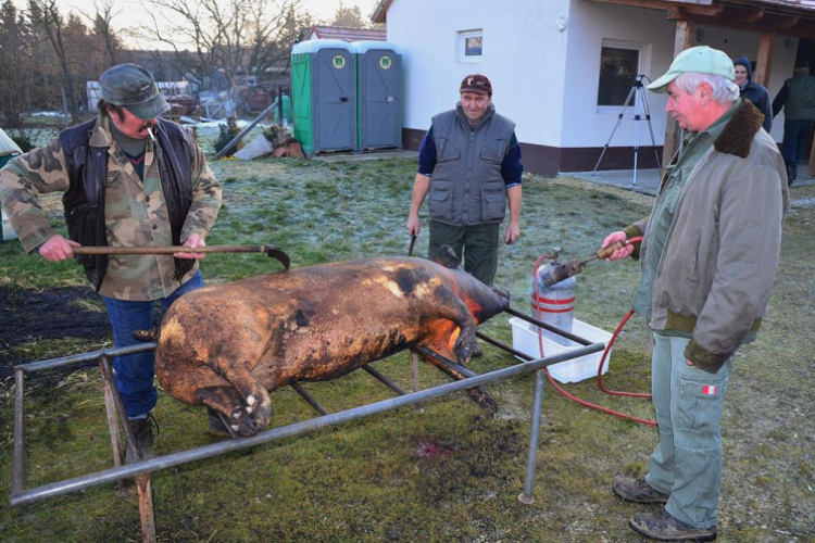 Hagyományőrző disznóölés Vásárosfalun