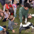 A megszületett kis gólyák látványgyűrűzése Szanyban. 