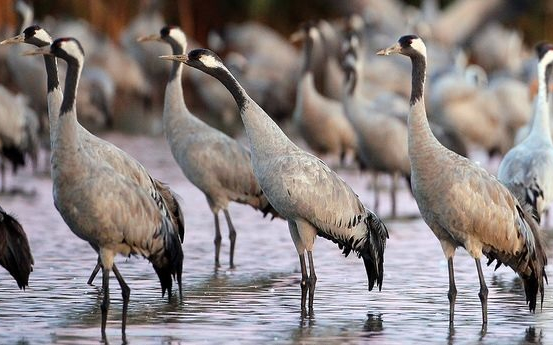 Ilyen még nem volt, a Fertő-Hanság Nemzeti Park területén számolták össze a legtöbb darumadarat Magyarországon