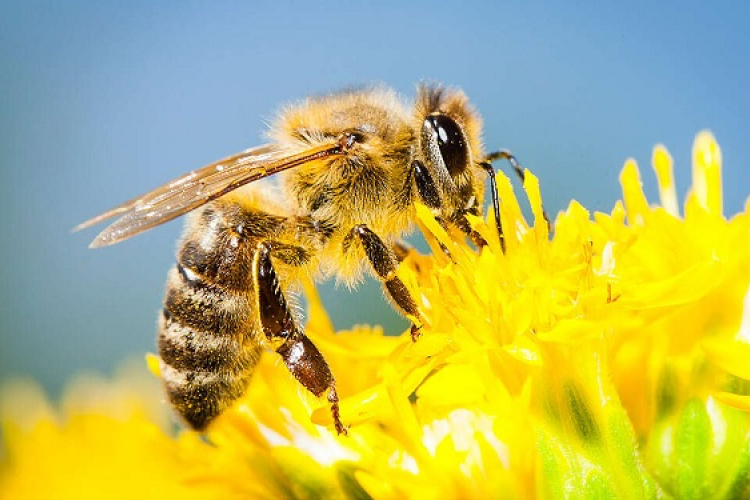 10 méhbarát növény erkélyre és kertbe