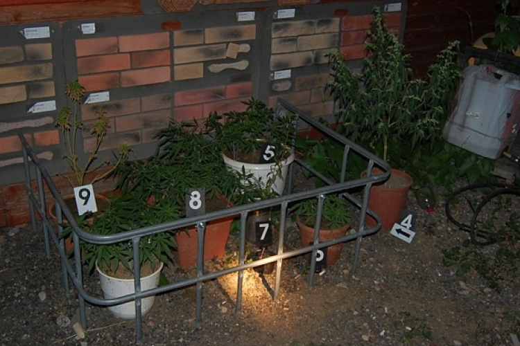 Por a fecskendőben, cannabis a lakásban - drogfogás Kapuváron