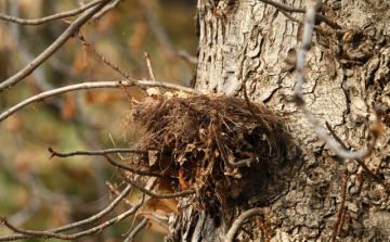 Miért látunk olyan kevés madarat augusztusban?